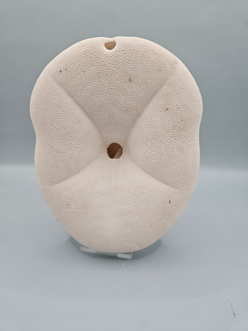 sea biscuit puffer, thick natural sand dollar with beige texture, perfect for coastal décor or crafts