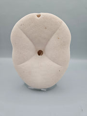 sea biscuit puffer, thick natural sand dollar with beige texture, perfect for coastal décor or crafts