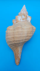 Rare Apricot Horse Conch Display Shell Premium Coastal Home Decor 11