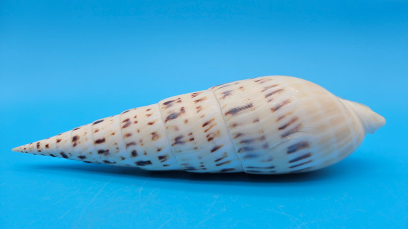 Marlin Spike display shell for coastal home decor – premium natural specimen