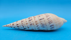 Marlin Spike display shell for coastal home decor – premium natural specimen