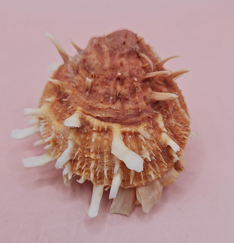  Hinged Spondylus shell with peach spines and ivory interior, 3 inches wide