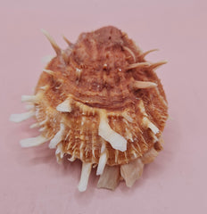  Hinged Spondylus shell with peach spines and ivory interior, 3 inches wide