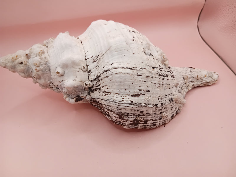 Large white horse conch shell with barnacles, 11.5 inches long
