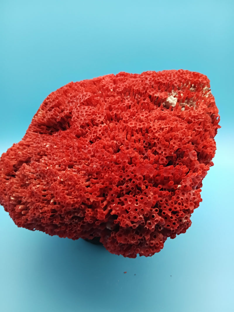 Vintage Red Pipe Coral 13x7.5x5.5 (Tubipora musica) Ocean Collectible
