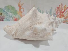 Vintage Pink Queen Conch 9.5