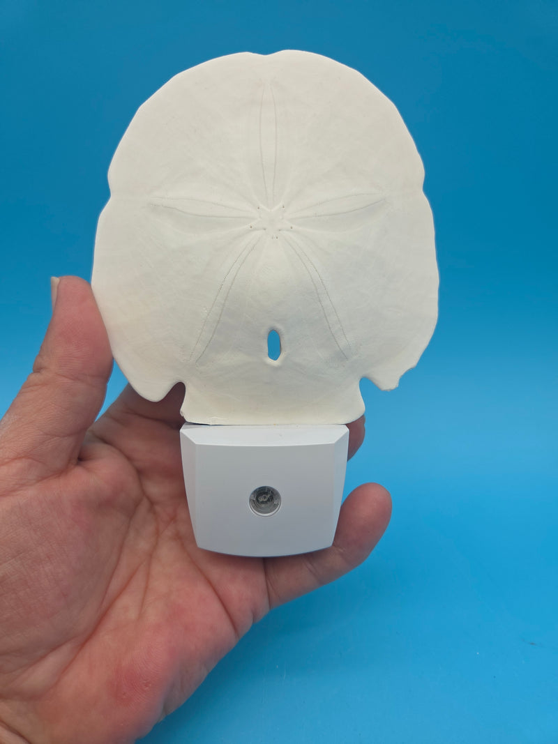 Traditional Sand Dollar LED Shell Night Light
