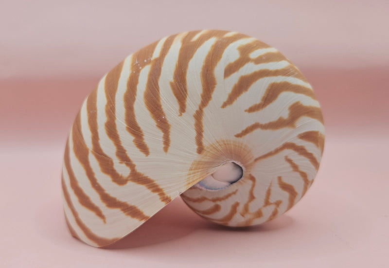 4-inch natural nautilus shell with smooth spiral pattern and creamy pearlescent finish.