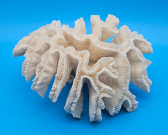 Vintage white open brain coral specimen with intricate folds and ridges, measuring 11x8x7 inches