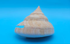  Rare Pleurotomaria hirasei spiral shell with operculum intact, natural creamy tones on blue background