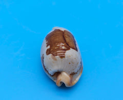 Bistolida Solidarity cowrie shell, creamy base with brown markings, 1.4 inches, smooth glossy surface and ridged teeth