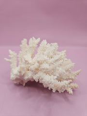 Table Coral ACROPORA LATISTELLA 5