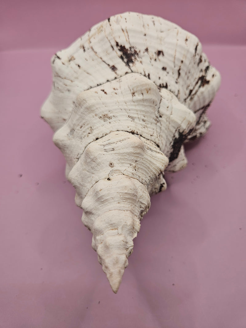 Horse Conch Shell-12.25"