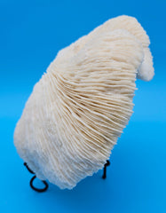 Rounded mushroom coral with radial ivory ridges and domed shape on blue background
