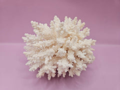 Table Coral ACROPORA LATISTELLA