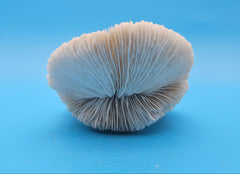 Rare mutant mushroom coral display specimen for coastal home decor - premium natural specimen