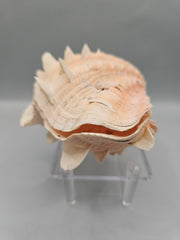 Squamosa clam shell pair, 4.5 inches wide, featuring natural ridges and texture