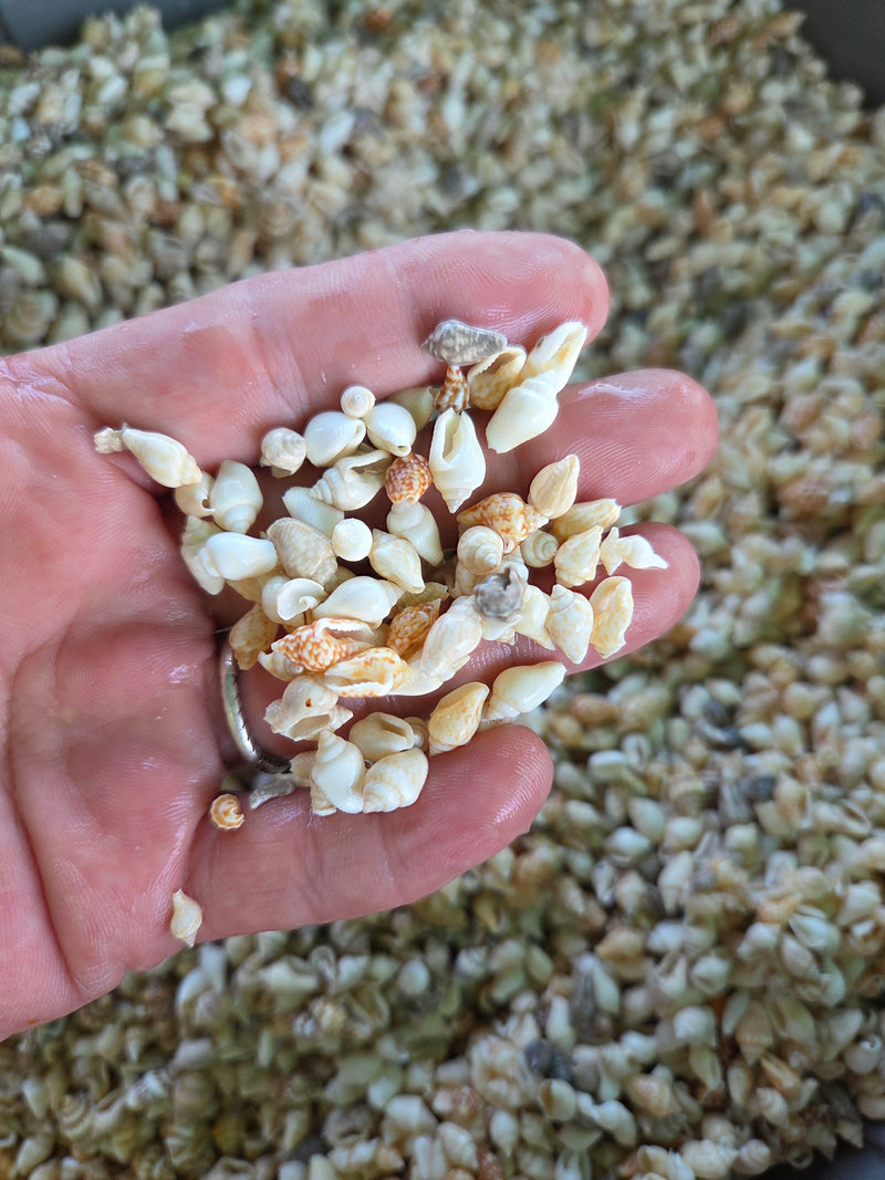 Mini Nassa Shell Mix