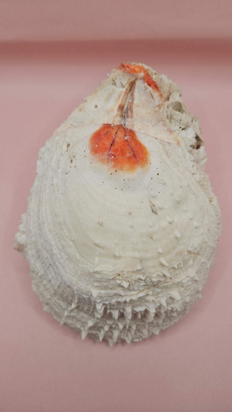Spiny Spondylus shell with white ridges and orange tip on pink background