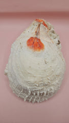 Spiny Spondylus shell with white ridges and orange tip on pink background