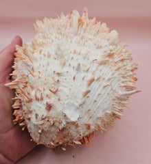 Large 5.7-inch Spondylus shell with coral tones and layered spines, shown open with smooth ivory interior on pink background