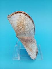 Propeller Ark Shell Trisidos tortuosa 4 inch twisted seashell