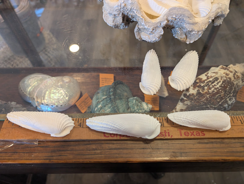 Angel Wing Shells