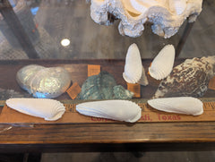 Angel Wing Shells