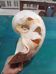 Large umbilicate shell with natural spiral and cream-beige coloring, 14.5 inches in length – coastal display specimen