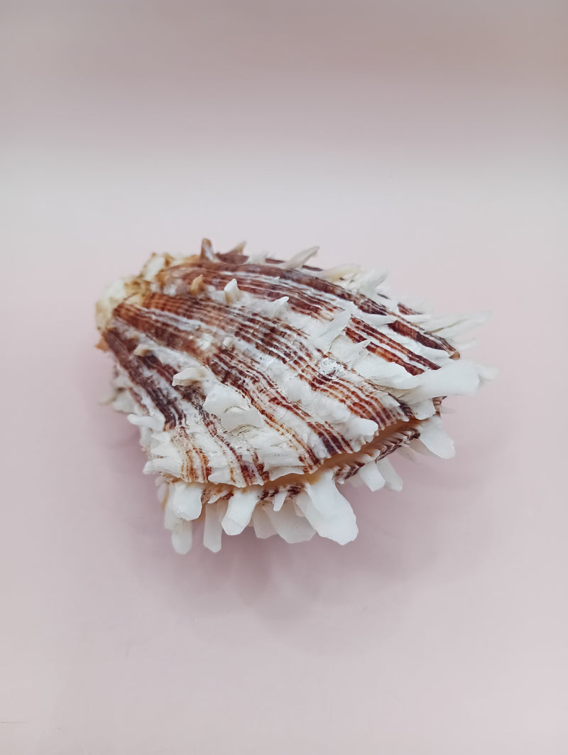 2.8" Hinged Spondylus shell with spiny ridges and cream-pink tones held in hand