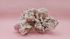 Ivory Bush Coral Mixed with Gulf of Mexico Barnacle – Oculina Varicosa 
