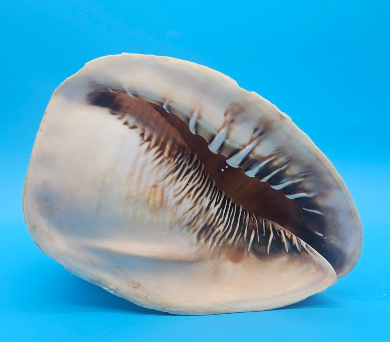 Large Queen Helmet display shell for coastal home decor - premium natural specimen