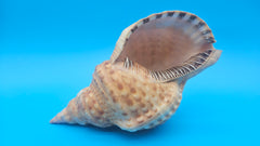 Blonde Triton shell 9.75-inch golden brown ridged sea shell with flared peach opening for coastal décor