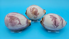 Trio of carved cowrie shells with dolphin, seahorse, and shrimp designs on glossy purple-toned surfaces, displayed on clear stands