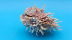 Pink spiny Spondylus shell pair open and closed on blue background with natural texture and color