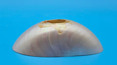 Bottom cut tiger nautilus shell showing exterior stripes and interior pearly chambers