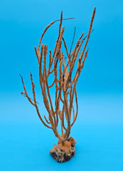 Vintage Gulf of Mexico sea whip coral specimen in natural orange, 9 inches tall with branching structure