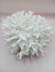 Vintage white Elkhorn Coral with natural branch texture – 9 x 5.5 x 8.5 inches coastal display decor