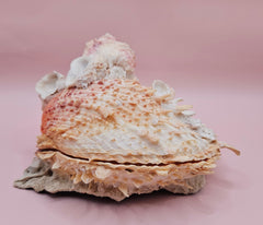 Spiked Spondylus display shell with barnacle clusters and cream-pink tones, 5.4 inches wide