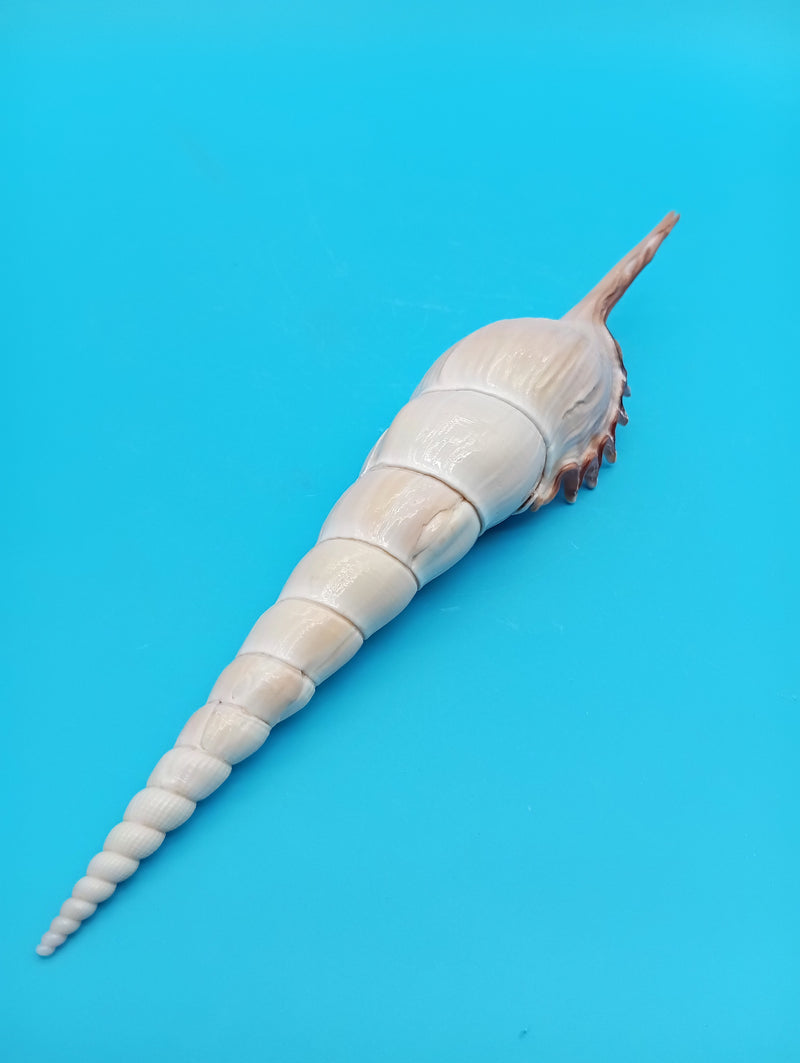 Large Shinbone Tibia Shell Display – Coastal Home Decor Specimen (Tibia fusus) 9"