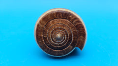 Fig Cone Conus figulinus display shell with brown horizontal banding and glossy surface, 3.3 inches.