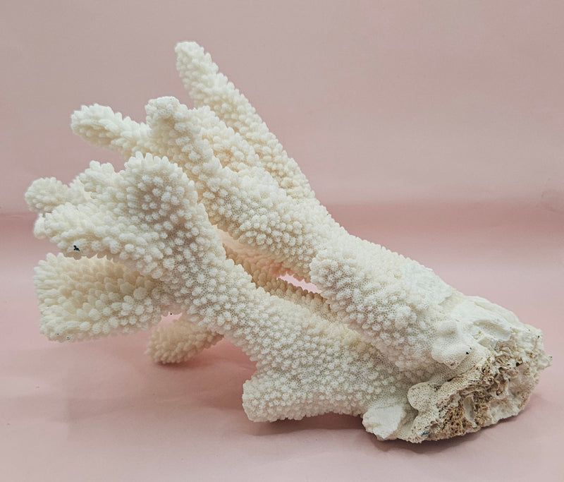 Vintage Cauliflower Coral Specimen 10x7.5x6 – Textured Ivory Coral Display Piece