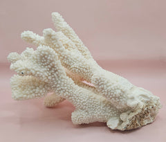 Vintage Cauliflower Coral Specimen 10x7.5x6 – Textured Ivory Coral Display Piece