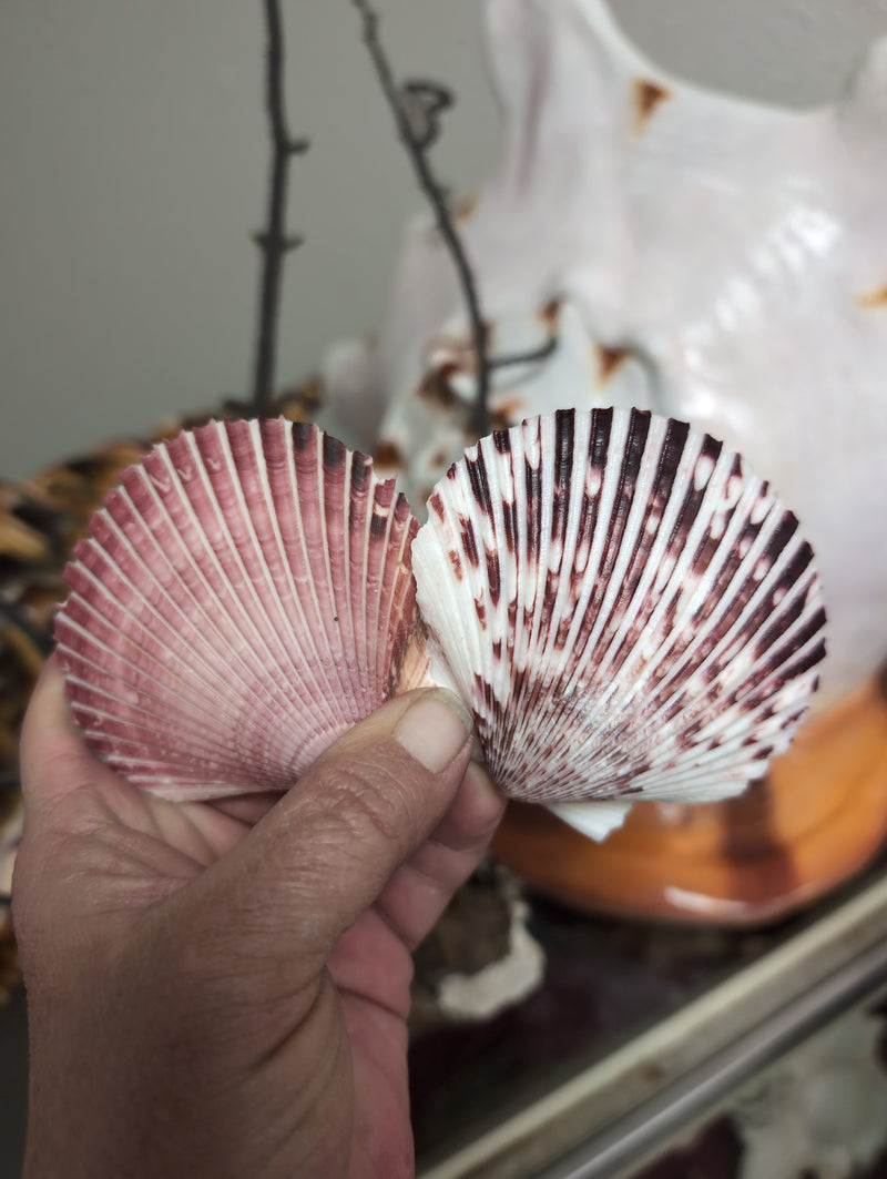 Medium Purple Scallop Shell 2.5-3.5"