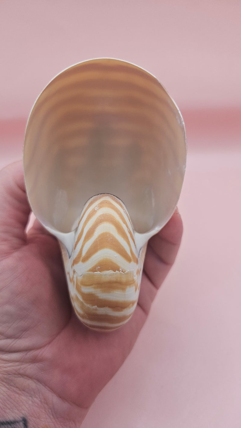 4-inch natural nautilus shell with smooth spiral pattern and creamy pearlescent finish.