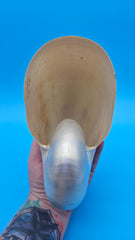 Polished Pearl Nautilus Shell Display – 6.5