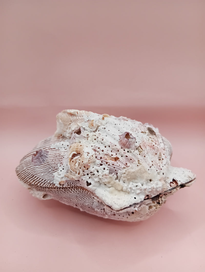 Natural Lion's Paw seashell pair measuring 5 by 5.1 inches with coastal texture and marine encrustations