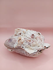 Natural Lion's Paw seashell pair measuring 5 by 5.1 inches with coastal texture and marine encrustations