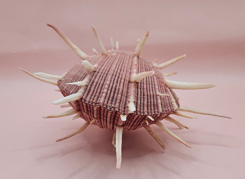 Spiny mauve Spondylus regius shell with long radial spines on pink background