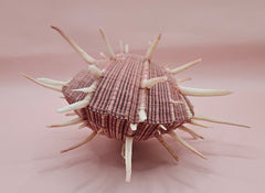 Spiny mauve Spondylus regius shell with long radial spines on pink background